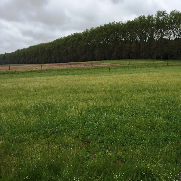 Offres de vente Terrain Sully-la-Chapelle 45450